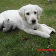 Golden retriever Beauty