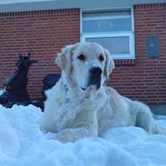 Golden retriever Max