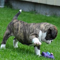 Olde english bulldogge spanger´s Babyface.(ATILA