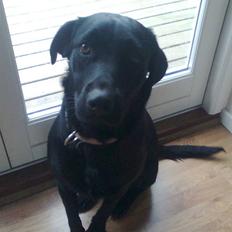 Labrador retriever malou