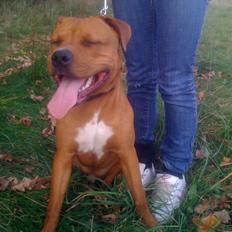 Amerikansk staffordshire terrier tyson