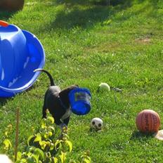 Blanding af racer Mie