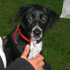 Blanding af racer Mie