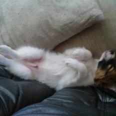 Papillon Gizmo