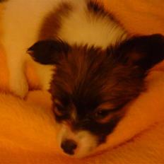 Papillon Gizmo