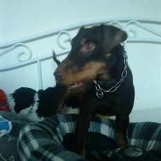 Tysk jagtterrier rossi