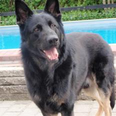 Schæferhund Charlie