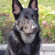 Schæferhund Charlie