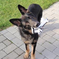 Schæferhund Charlie