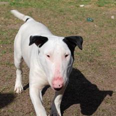 Bullterrier Steadfast Oscar R*I*P