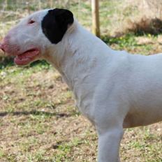 Bullterrier Steadfast Oscar R*I*P