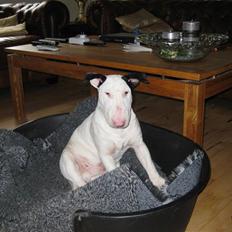 Bullterrier Steadfast Oscar R*I*P