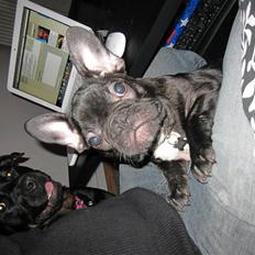 Fransk bulldog Boris RIP d 1/11 10 ):