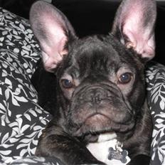 Fransk bulldog Boris RIP d 1/11 10 ):