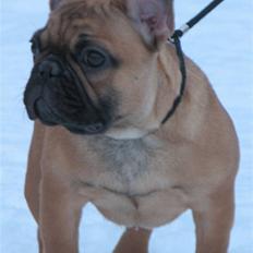 Fransk bulldog Radeau Azia