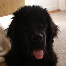 Newfoundlænder Tjalfe