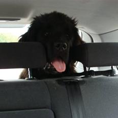 Newfoundlænder Tjalfe