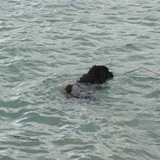 Newfoundlænder Tjalfe