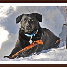 Blanding af racer Tyson