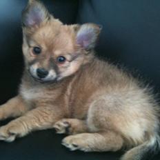 Blanding af racer Chili <3