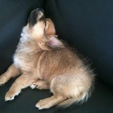 Blanding af racer Chili <3