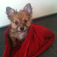 Blanding af racer Chili <3