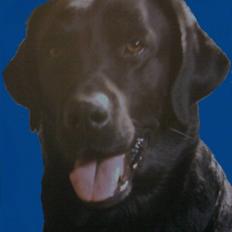 Labrador retriever Akim