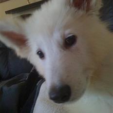 Hvid schæfer Seamus