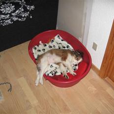 Kooikerhondje Dixie ** solgt **