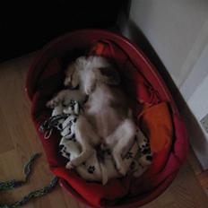 Kooikerhondje Dixie ** solgt **