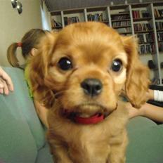 Cavalier king charles spaniel Minnie