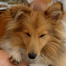 Shetland sheepdog Petter Poulsgaards 