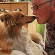 Shetland sheepdog Petter Poulsgaards 
