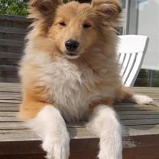 Shetland sheepdog Petter Poulsgaards 
