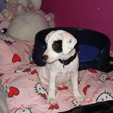 Dansk svensk gaardhund felix