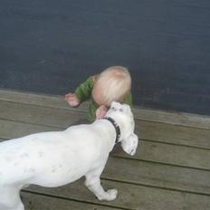 Dansk svensk gaardhund felix