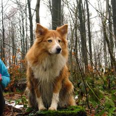 Shetland sheepdog Mille