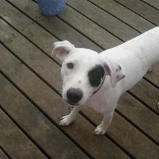 Dansk svensk gaardhund felix