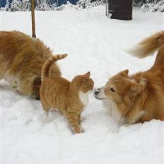 Shetland sheepdog Mille