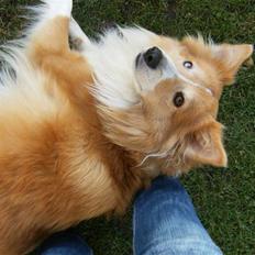 Shetland sheepdog Mille