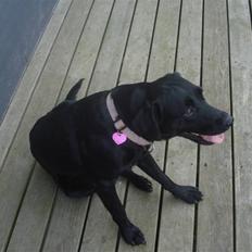 Labrador retriever malou