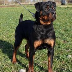 Rottweiler Asina vd mattesburg R.I.P
