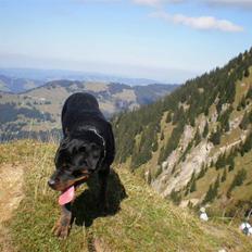 Rottweiler Asina vd mattesburg R.I.P