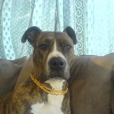 Amerikansk staffordshire terrier fighter