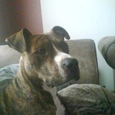 Amerikansk staffordshire terrier fighter