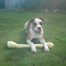 Amerikansk bulldog Sasii