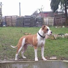 Amerikansk bulldog Sasii