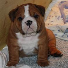 Engelsk bulldog Anton