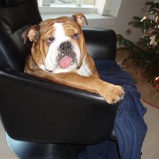 Engelsk bulldog Astrid