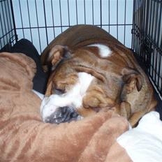 Engelsk bulldog Astrid